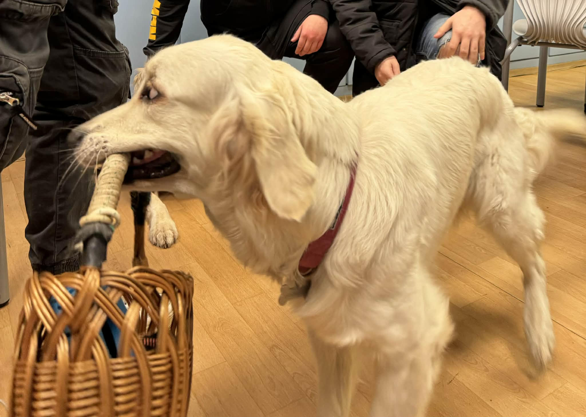 Az állatvédelemről az Eugimiben